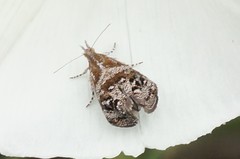 Tebenna gnaphaliella