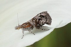 Tebenna gnaphaliella