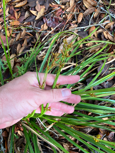 sandyfield beaksedge (Rhynchospora megalocarpa)
