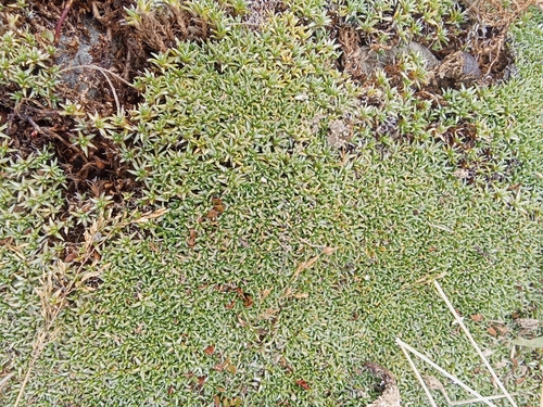 mat daisy (Raoulia tenuicaulis)