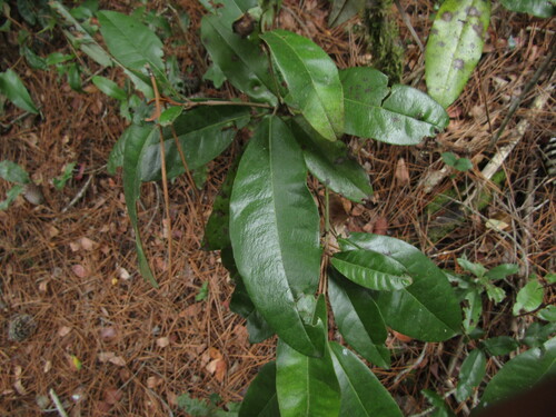 Aextoxicon (Aextoxicon punctatum)
