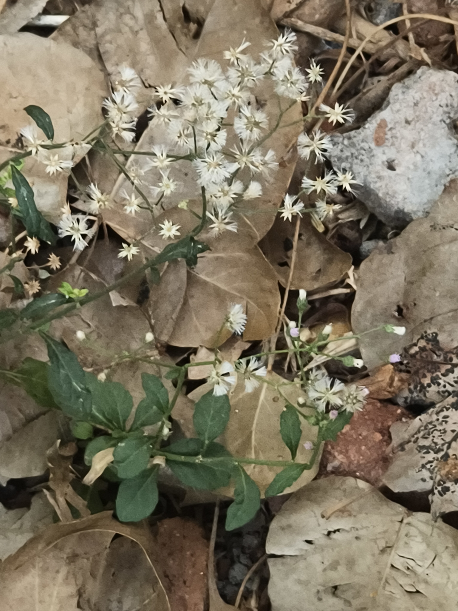 Little Ironweed (Cyanthillium cinereum)