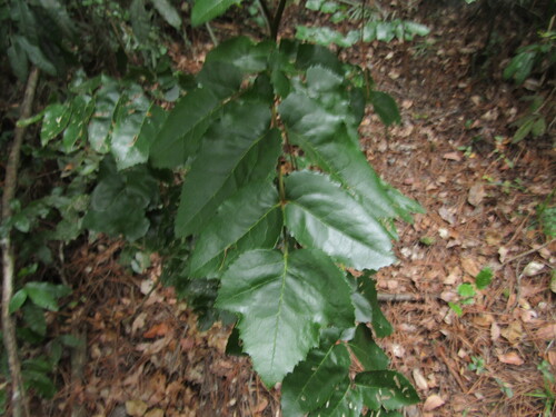 Gevuina (Gevuina avellana)
