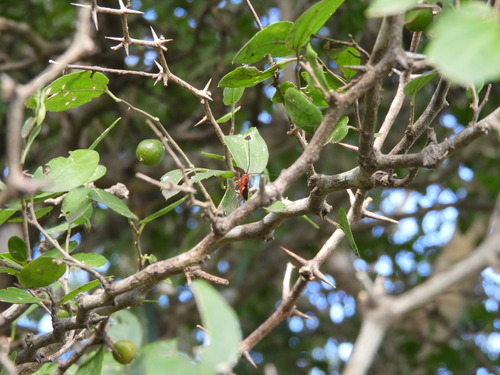 Tala (Celtis tala)