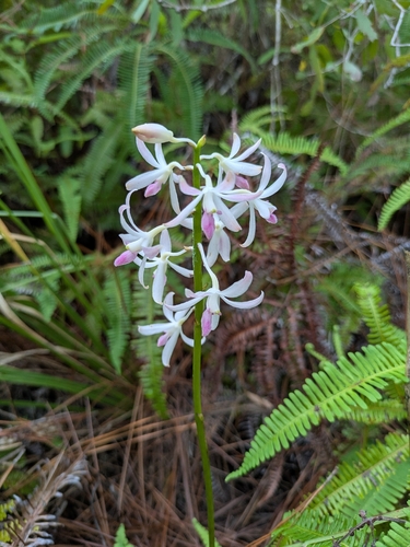 Dipodium squamatum observed 2026-03-22