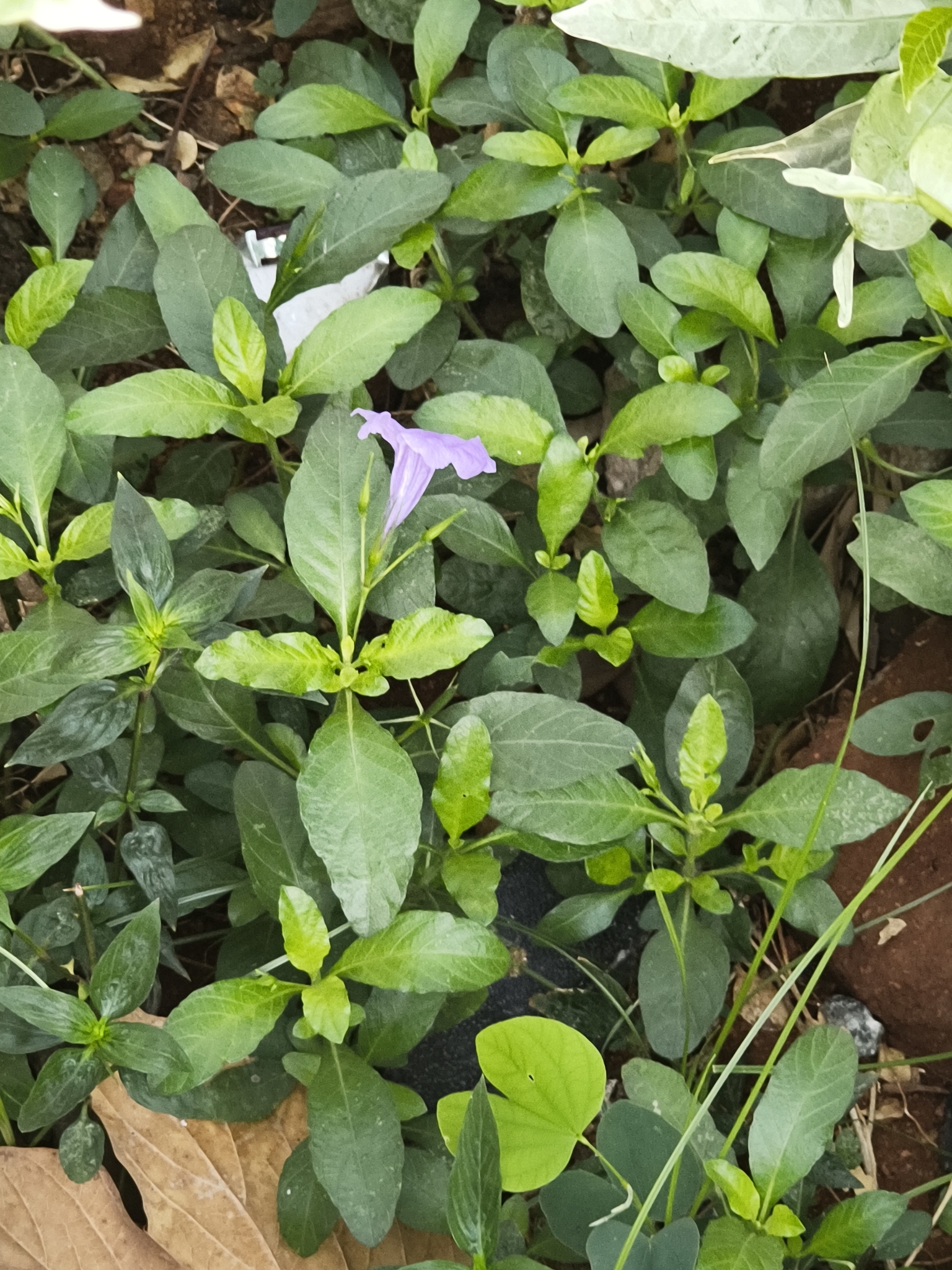 Minnieroot (Ruellia tuberosa)