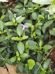 Minnieroot (Ruellia tuberosa)
