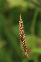 Carex cryptocarpa