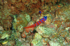 Lythrypnus dalli