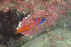Lythrypnus dalli