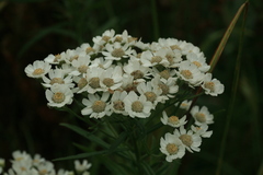 Achillea ptarmica macrocephala