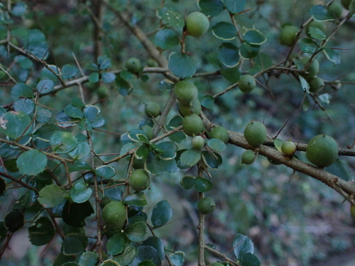 orange thorn (Pittosporum multiflorum)