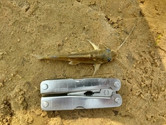 Iheringichthys labrosus