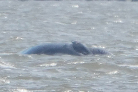 Balaenoptera borealis
