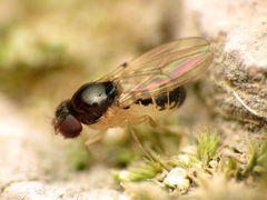 Mycodrosophila stalkeri