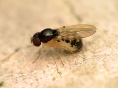 Mycodrosophila stalkeri