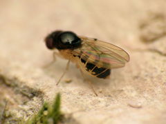 Mycodrosophila stalkeri