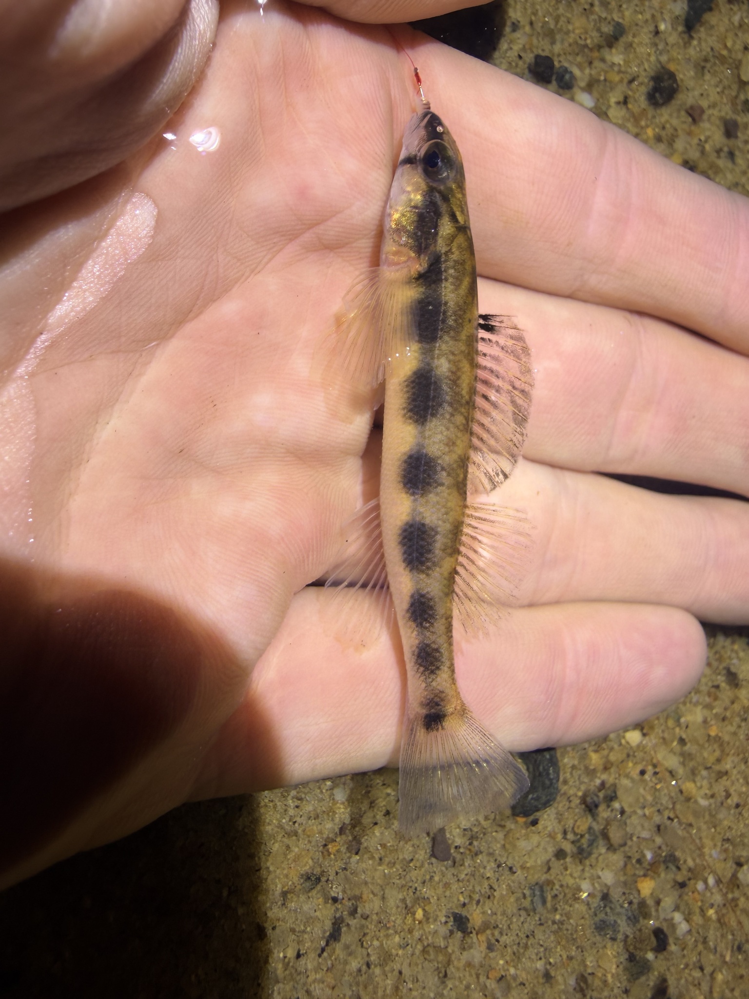 Stripeback Darter photo 5
