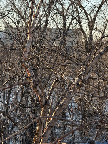 River Birch (Betula nigra)