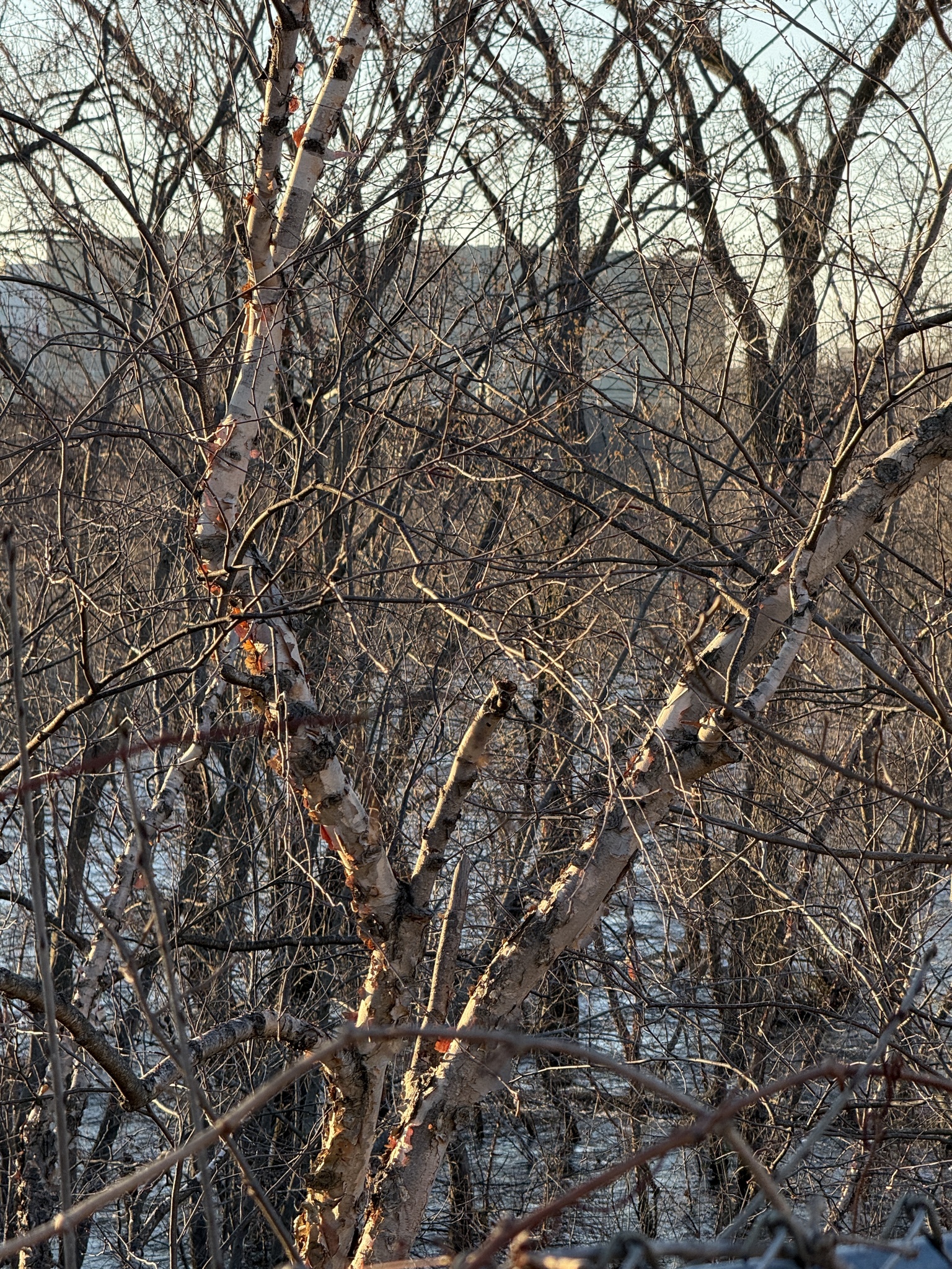 River Birch (Betula nigra)