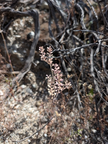 Hairypod Pepperweed (Lepidium lasiocarpum)