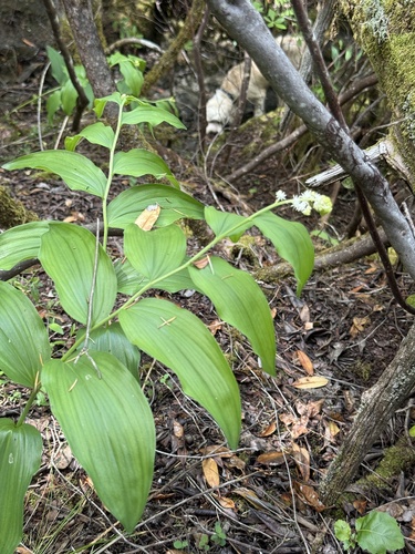 Feathery False Lily of the Valley (Maianthemum racemosum)