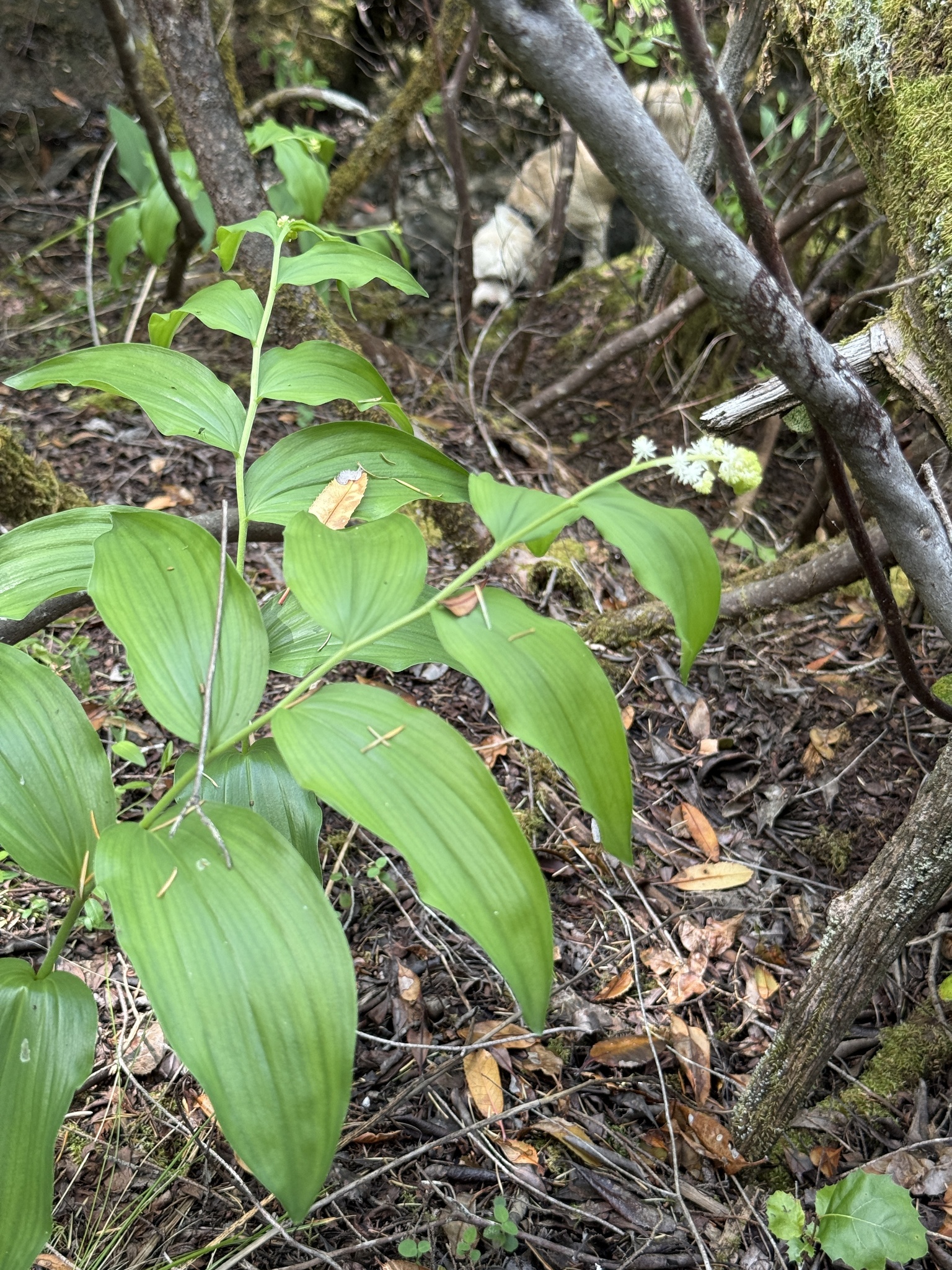 Feathery False Lily Of The Valley (Maianthemum racemosum)