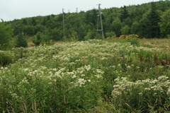 Achillea ptarmica macrocephala