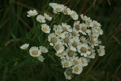 Achillea ptarmica macrocephala