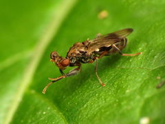 Sphyracephala brevicornis