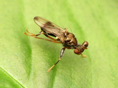 Sphyracephala brevicornis