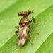 Hammerhead Flies - Photo (c) Katja Schulz, some rights reserved (CC BY), uploaded by Katja Schulz