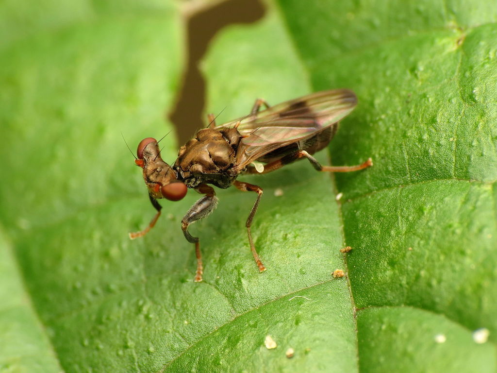 Sphyracephala brevicornis