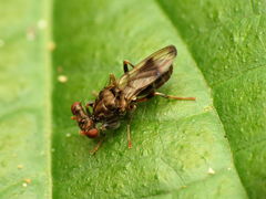 Sphyracephala brevicornis