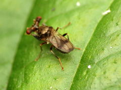 Sphyracephala brevicornis