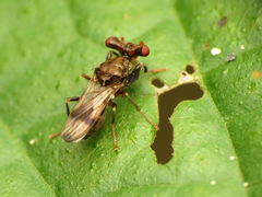 Sphyracephala brevicornis