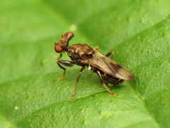 Sphyracephala brevicornis