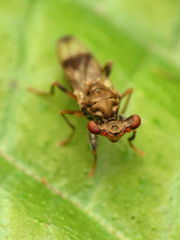 Sphyracephala brevicornis