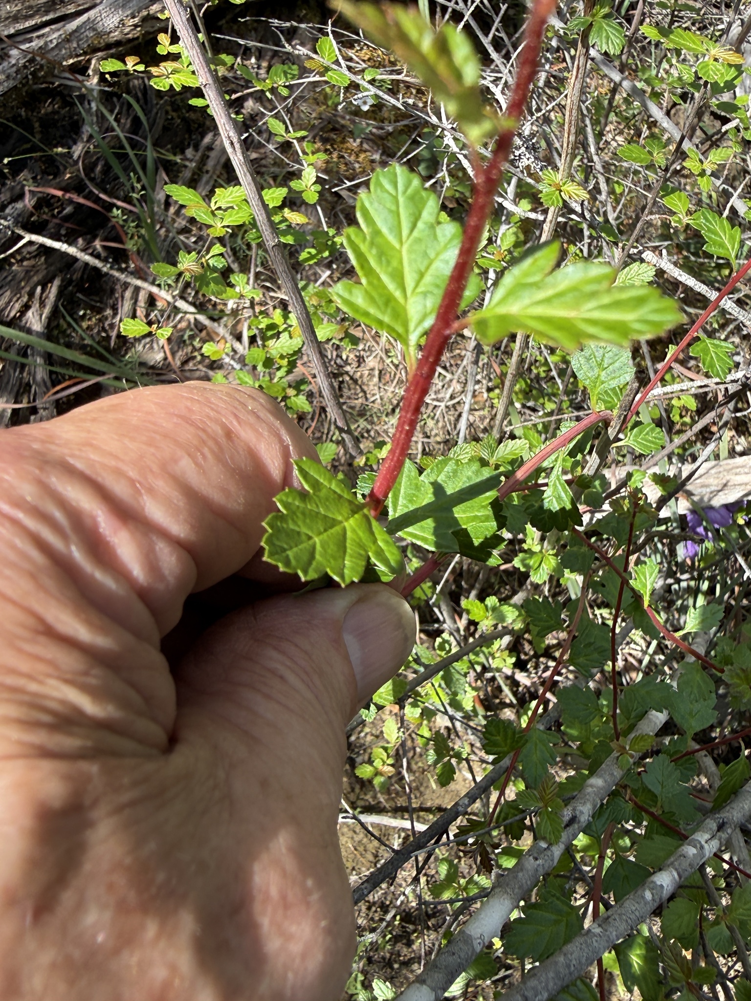 Oceanspray (Holodiscus discolor)