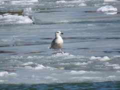 Larus marinus