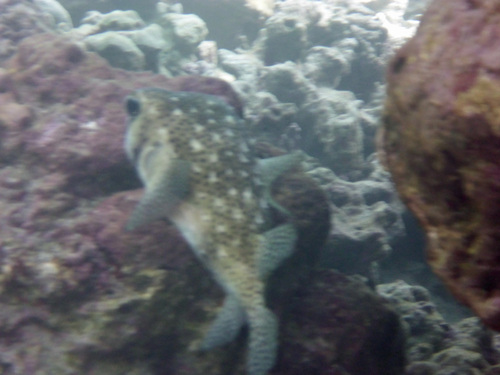 Chilomycterus, 2026-04-02
