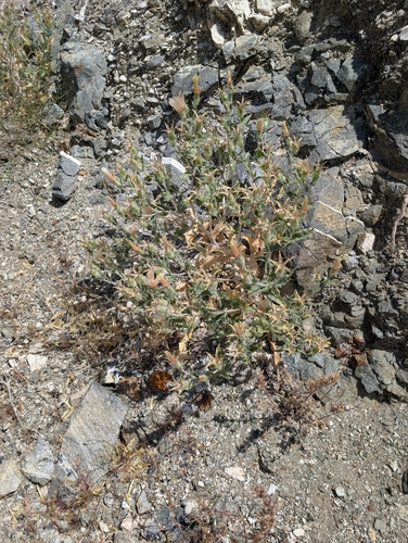 sand blazingstar (Mentzelia involucrata)