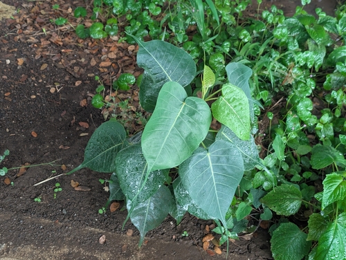 Ficus religiosa, 2026-04-10