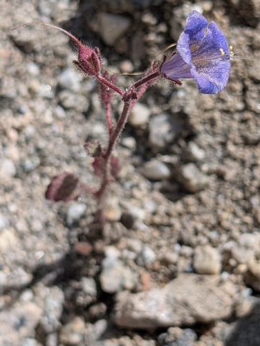 Desertbells (Phacelia campanularia)