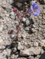 Phacélie À Fleurs De Cloche (Phacelia campanularia)