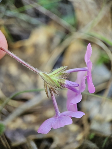 Phlox amoena, photograph 2