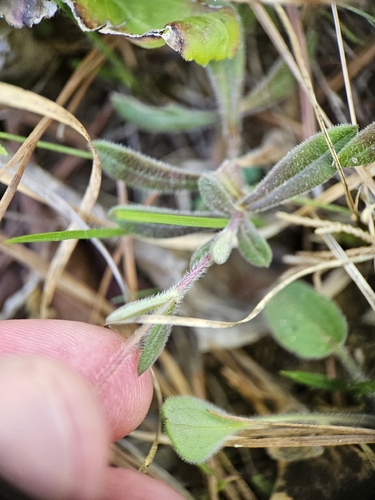 Phlox amoena, photograph 3