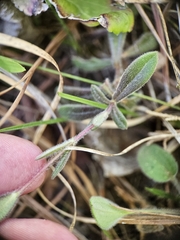 Phlox amoena, photograph (c) Daniel McClosky, some rights reserved (CC BY)