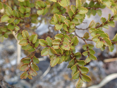 Silver beech (Nothofagus menziesii)