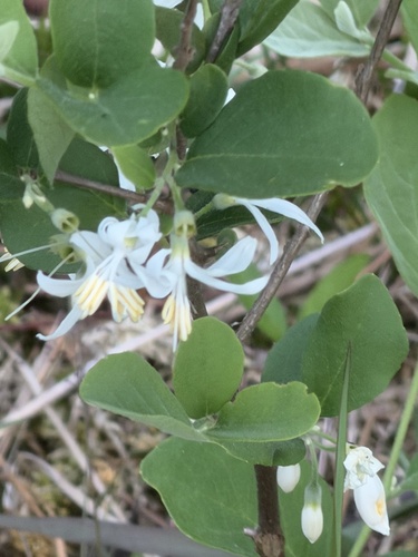 Styrax americanus, photograph 5